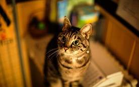 可爱动物猫咪