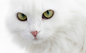 可爱动物猫咪
