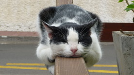 可爱动物猫咪