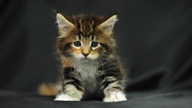 可爱动物猫咪