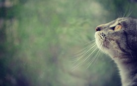 可爱动物猫咪