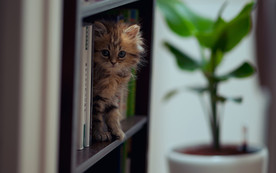 可爱动物猫咪
