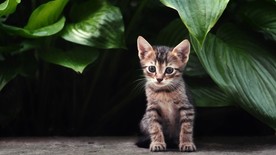 可爱动物猫咪