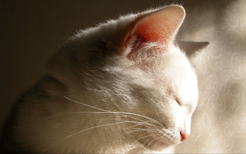 可爱动物猫咪