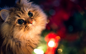 小猫咪