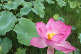 陆川龙珠湖荷花