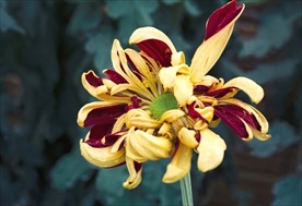 鲜花