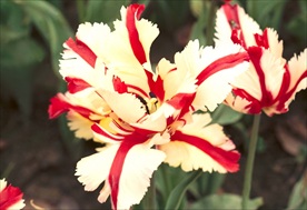 鲜花