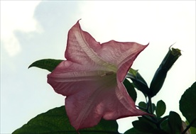 鲜花