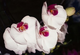 鲜花