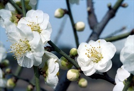 鲜花