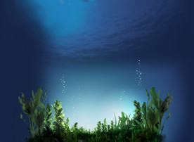深海海藻