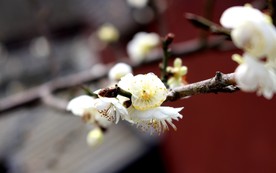洁白的花朵