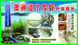淡水龙虾