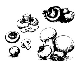 蘑菇插画矢量图