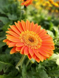 菊花特写