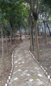 林中小路