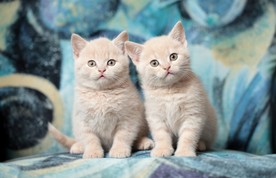 猫咪