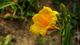 萱草花