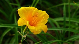 萱草花