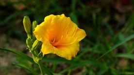 萱草花