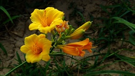 萱草花