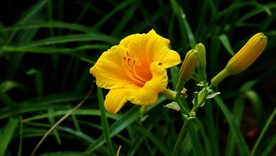 萱草花
