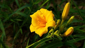 萱草花