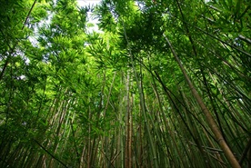 竹子