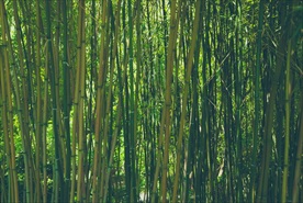 竹子