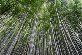 竹子