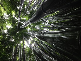 竹子