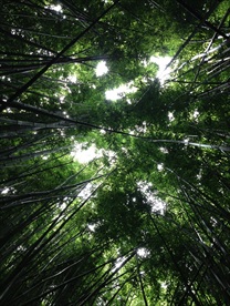 竹子