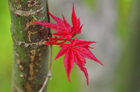花艺