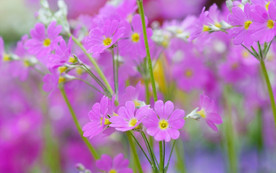 报春花