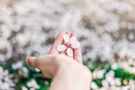 手里的花
