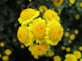 野菊