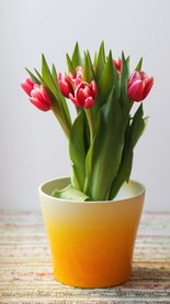 鲜花