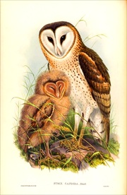 手绘小鸟 彩色插画 手绘鸟类