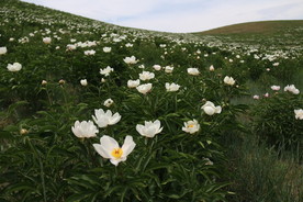 西乌旗芍药谷