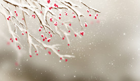 雪