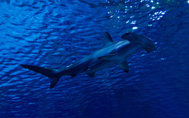 鲨鱼