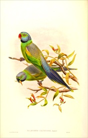 漂亮小鸟   鹦鹉