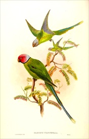 漂亮小鸟   鹦鹉