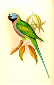 亚洲手绘鸟类生物插画