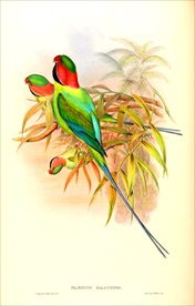 亚洲手绘鸟类生物插画