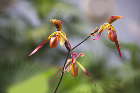 兰花