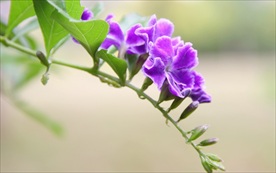 金露花