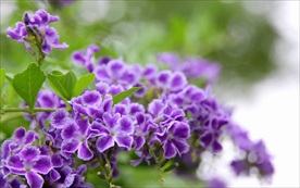 金露花