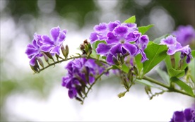 金露花